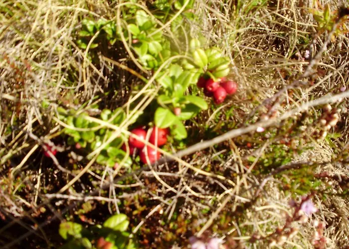 Апартаменты Scheurerhof