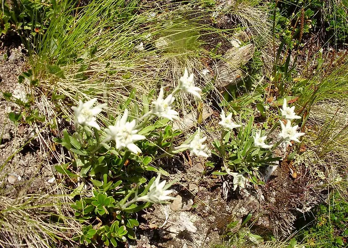 Scheurerhof 公寓 图克斯