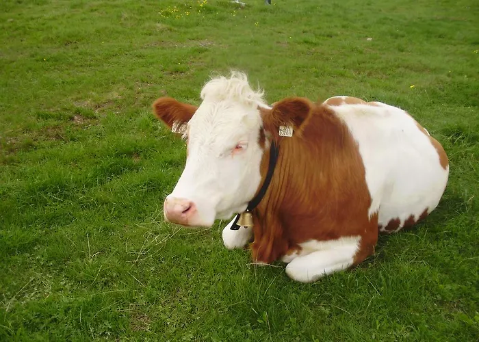 公寓 Scheurerhof 图克斯