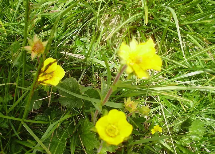 Scheurerhof Апартаменты *